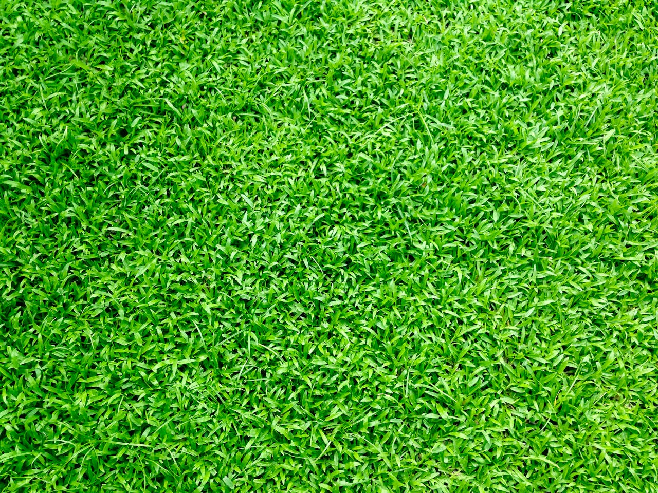 hero-img-02 Vibrant green grass close-up, perfect for background or texture use in outdoor themes.