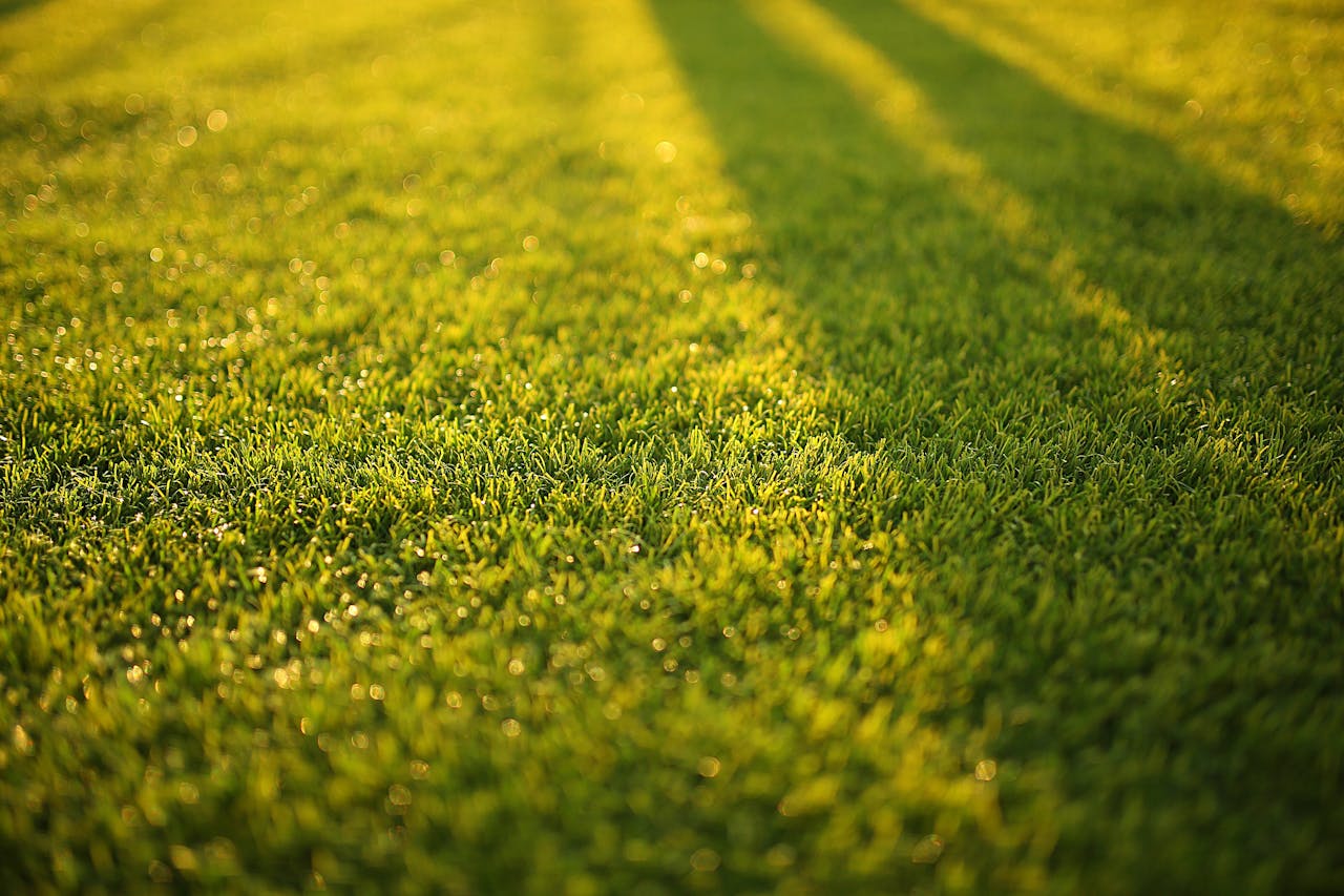 about-01 Close-up of vibrant green grass with soft shadows on a sunny day.