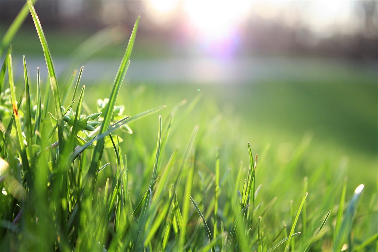 hero-img-01 Macro shot of lush green grass with sunlight creating a warm, serene atmosphere.